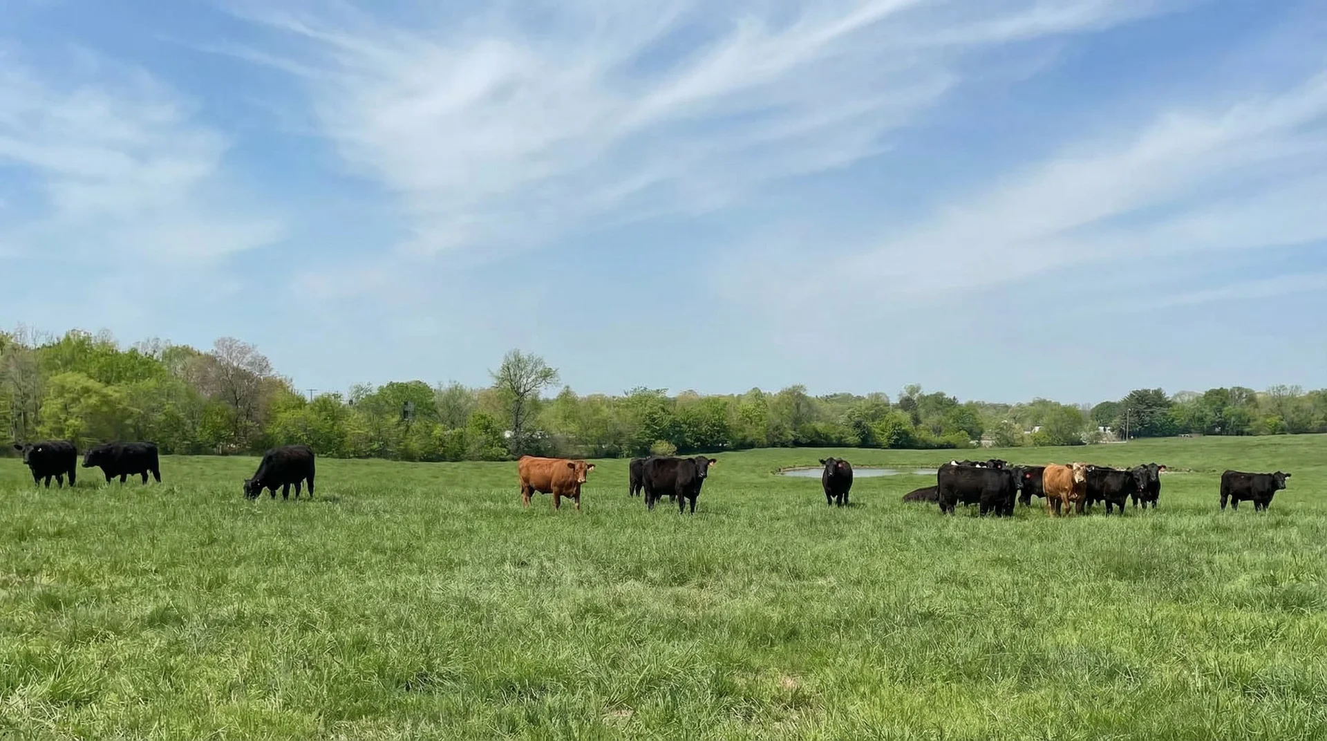 Cattle ranching